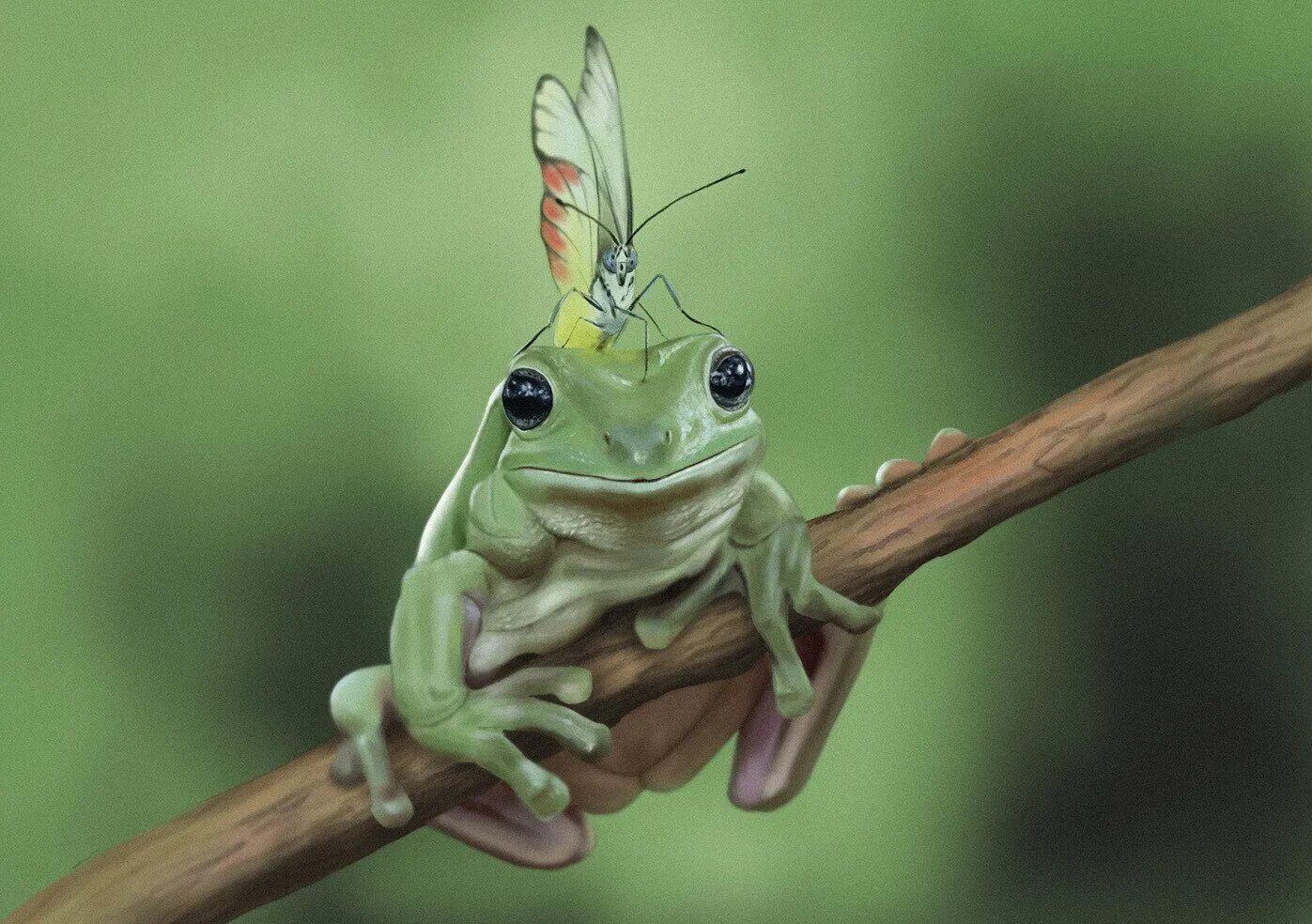 Лягушка ycoo. Озерная лягушка. Красивые лягушки. Какого цвета лягушонок?. Картинки лягушечек.