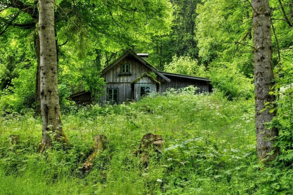 В заросшем парке стоит дом. Боровецкий лес дом отшельника. дом лесника в лесу в россии заброшенные. &quot;лесная хижина подмосковье&quot;. домик лесника заброшенный.