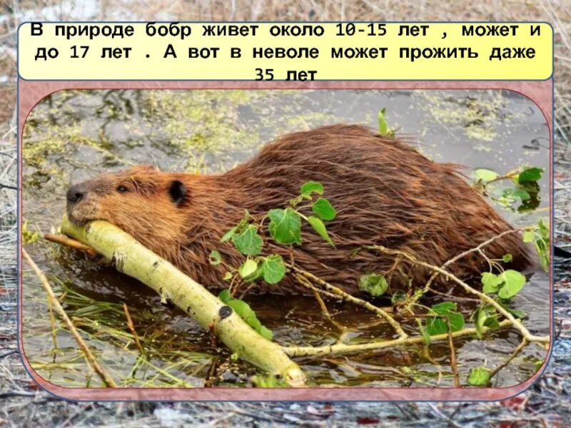 Значение бобра