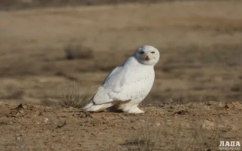 Клиптері бар орысша порно фильмдер