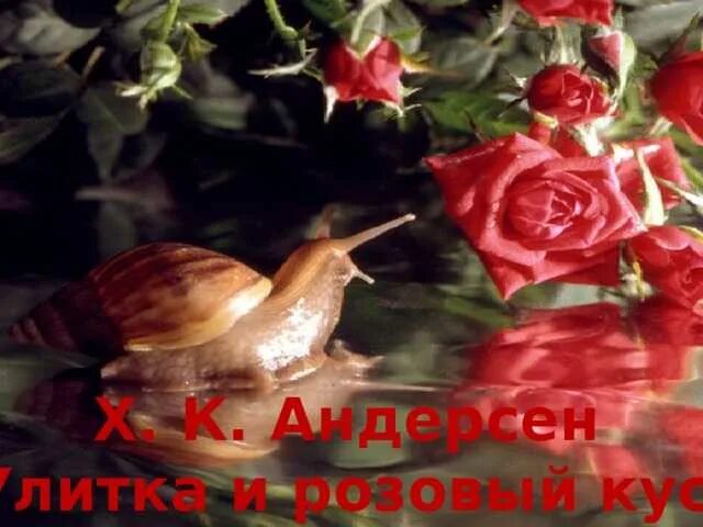 Андерсен улитка и розовый куст. Ганс христиан андерсен улитка и розы. розовый куст и улитка г.х.андерсен. сказка андерсена улитка и розовый куст. улитка и роза андерсен.