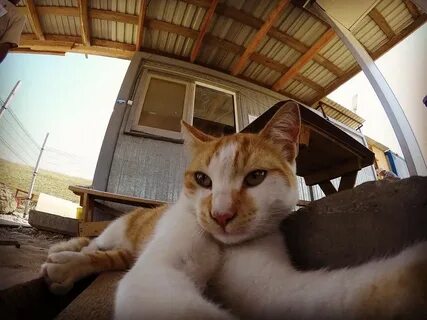 Cat most