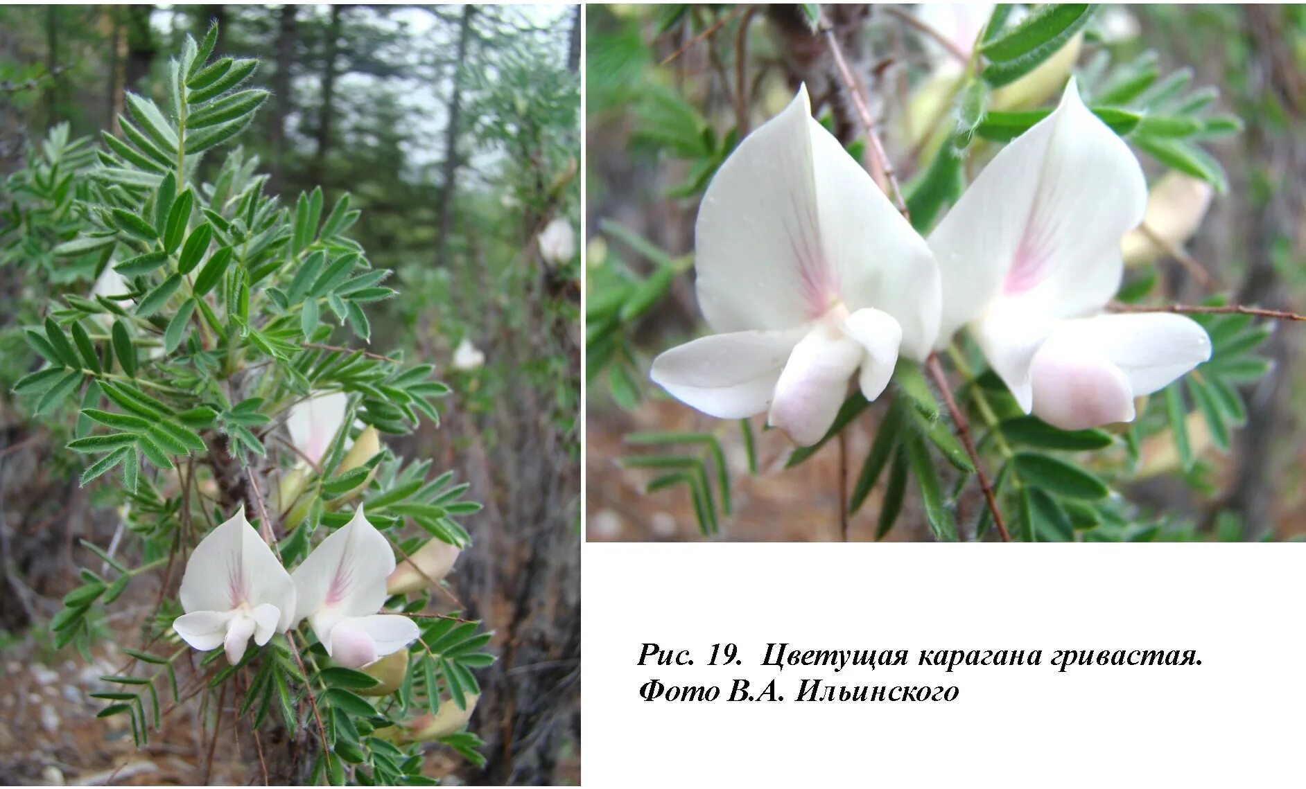 карагана гривастая