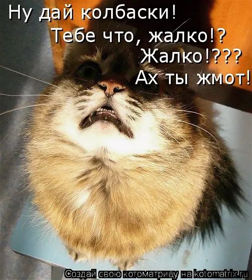 кот топает мем. дайте дайте колбасы. дайте колбаски. ты жмот. ну дай колбаски.