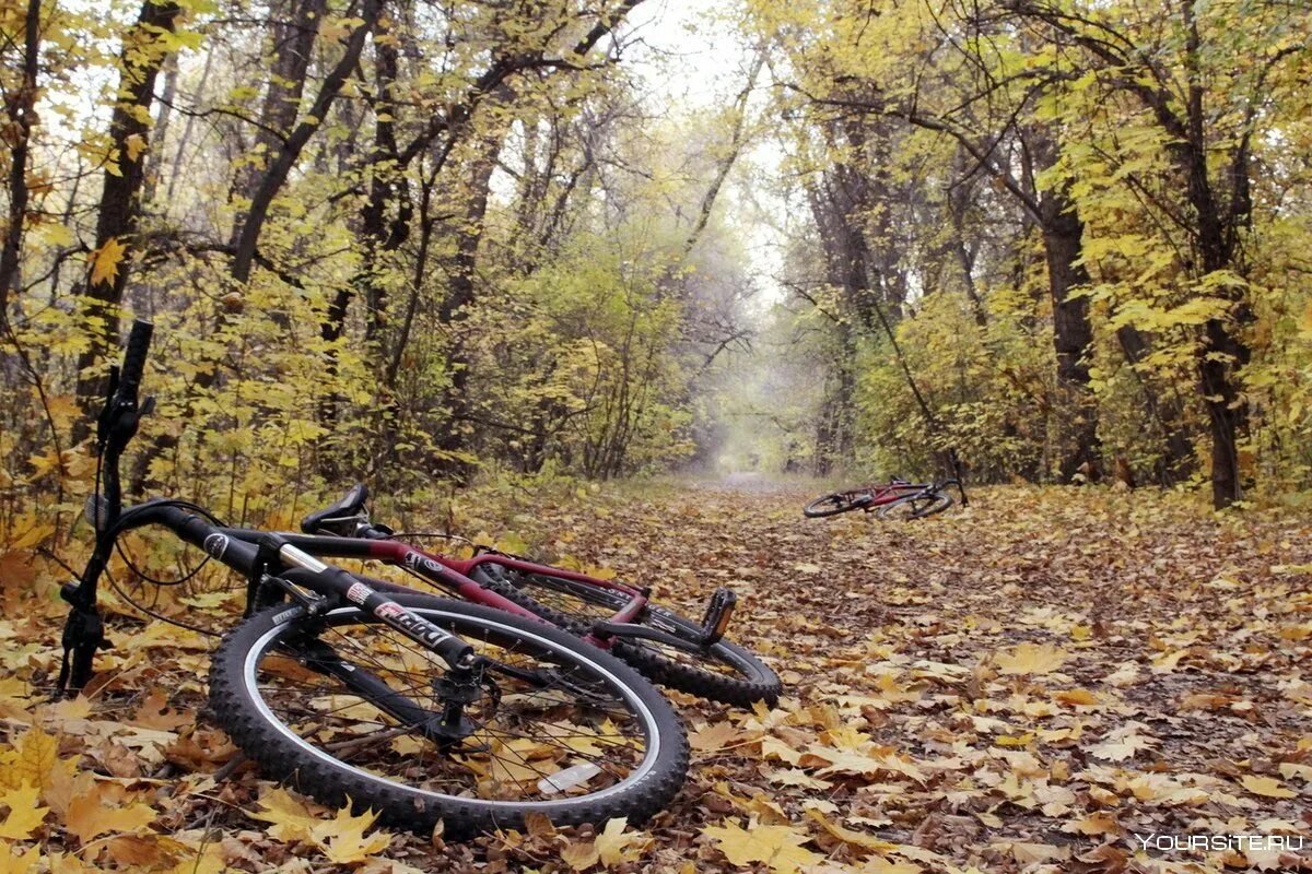 Лес велосипедист. Велосипед осень. Велосипед в лесу. Осенняя велопрогулка. Велосипедист осень.