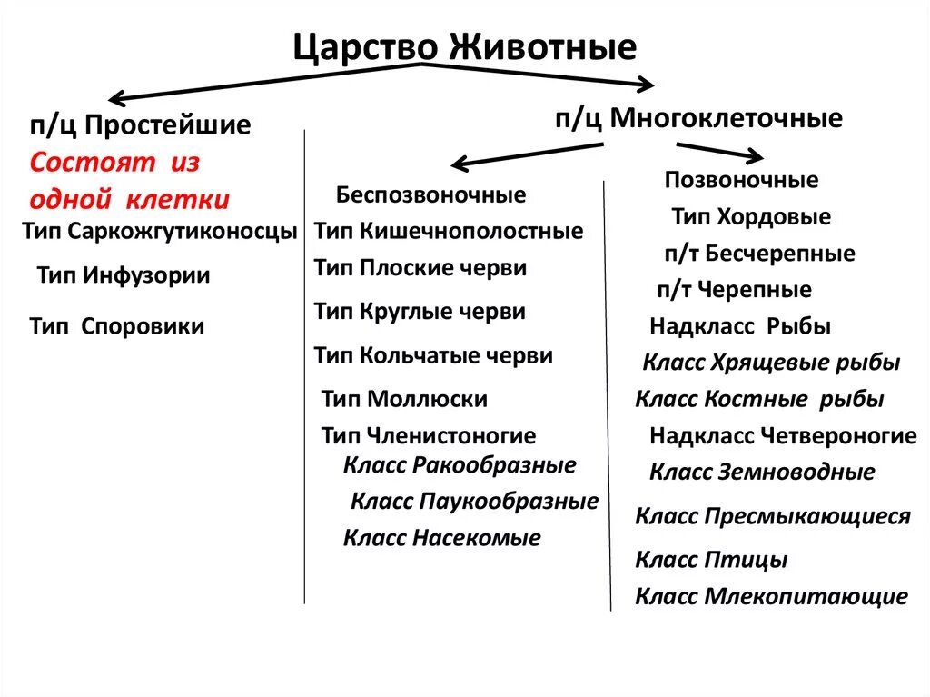 Классификация многоклеточных животных схема. Царство животные характерные особенности. Общая характеристика царства животных. Характеристика царству животные кратко. Человек как представитель царства животных реализует