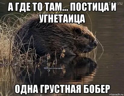 Дзен бобер последние