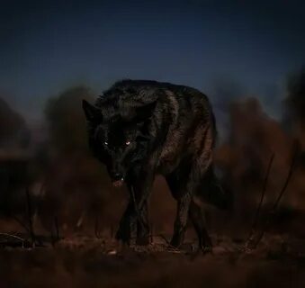 Alpha wolf