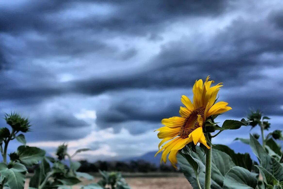 лето солнце. солнце хорошее настроение. солнце фото прикол. где же солнце картинки. человек в закатном солнце.