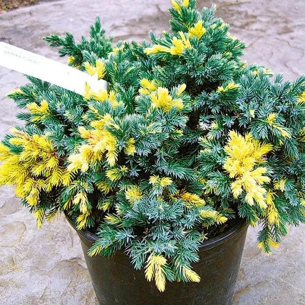 Можжевельник чешуйчатый (Juniperus squamata "Floreant") (С2) :: Вишневый сад - с