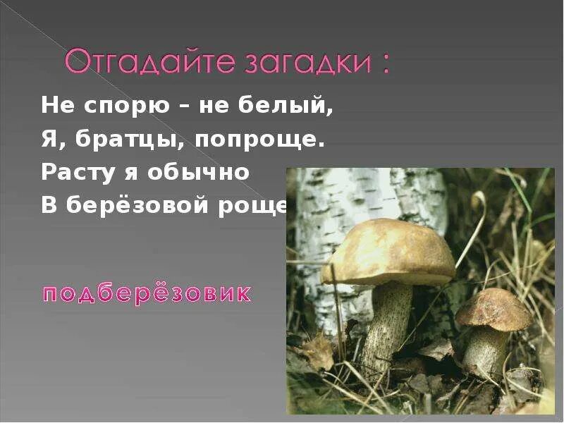 Чтение про грибы. Не спорю не белый я братцы попроще расту я обычно в берёзовой роще. грибы презентация 2 класс. презентация на тему грибы 2 класс. сообщение о грибах 2 класс.