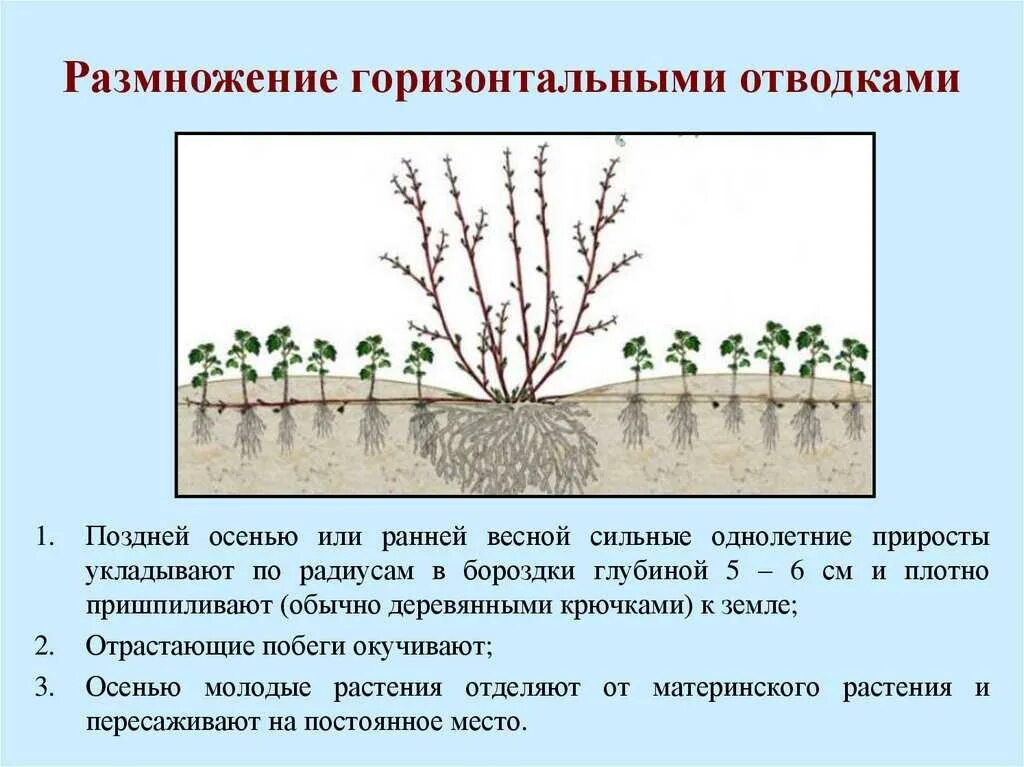 Способы размножения крыжовника черенками. Черенки метельчатой гортензии. отводки крыжовника. размножение куста отводками.