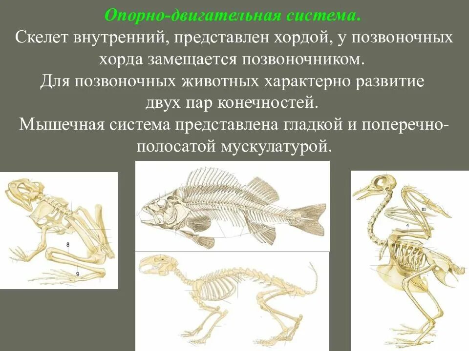 Опорно двигательная система позвоночных система эволюции. Эволюция мышечной системы хордовых животных. Опорно двигательная система позвоночных и хордовы. Строение скелета позвоночных животных.