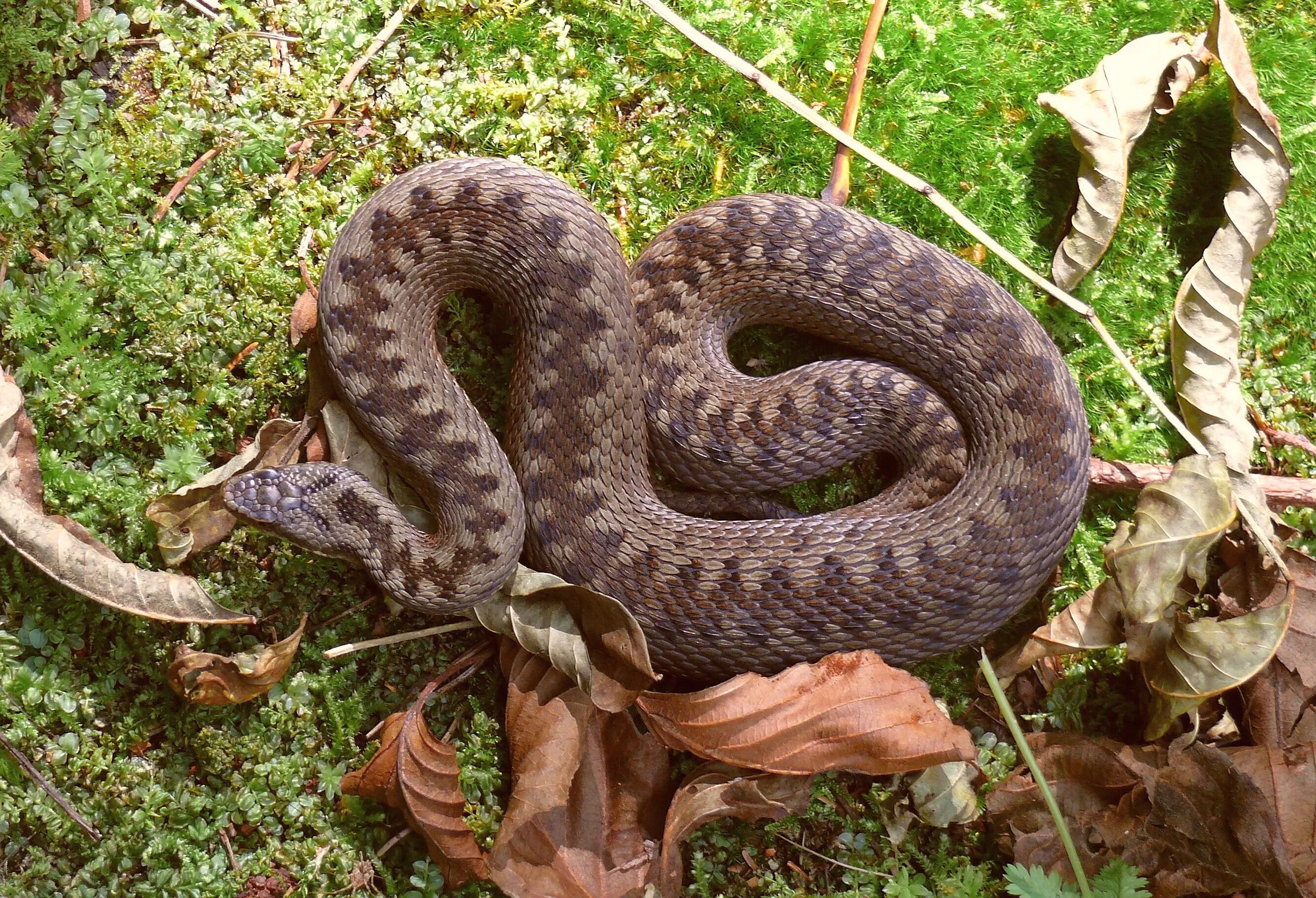 Гадюка это животное. Обыкновенная гадюка - Vipera berus (Linnaeus, 1758). Гадюка Уральская обыкновенная. Обыкновенная гадюка (Vipera berus). Обыкновенная гадюка медянка.