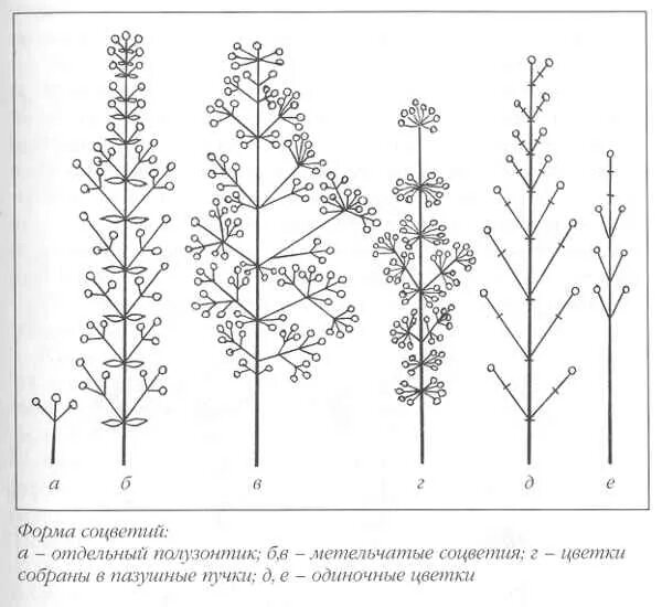 Тип соцветия метелка примеры Файл:Inflorescences Panicle Kwiatostan  Википедия