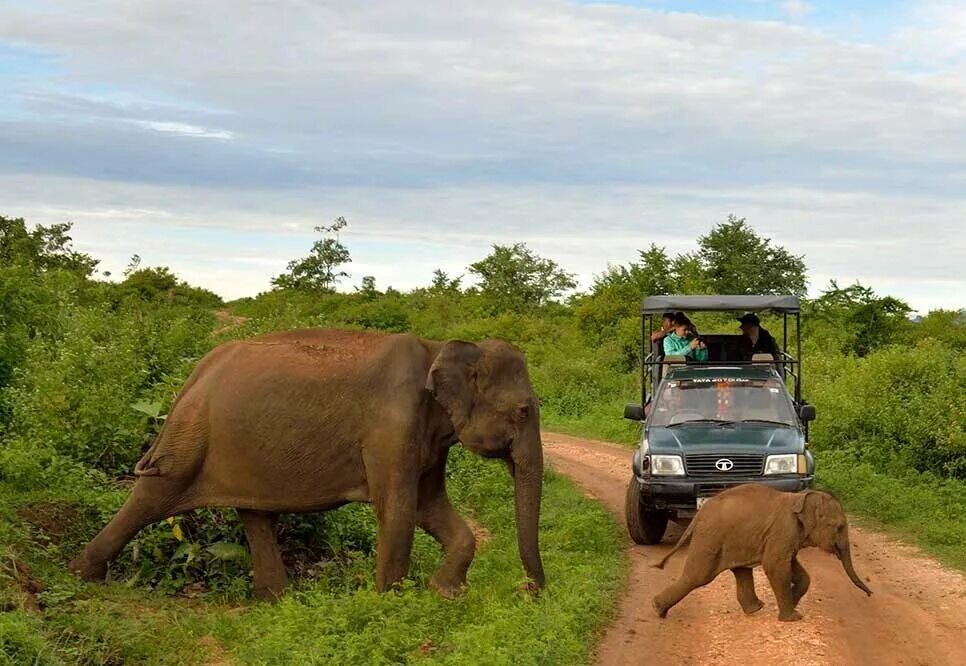 Национальный парк Удавалаве Шри Ланка. Сафари Яла Шри Ланка. Шри Ланка сафари на джипах. Джип сафари Удавалаве.