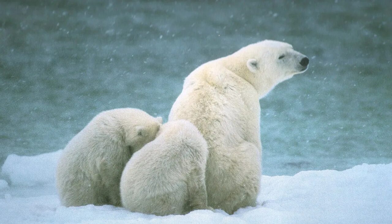 Белый медведь арктических пустынь. Арктические пустыни животные. Белый медведь Северный полюс. Белый медведь в арктической пустыне.