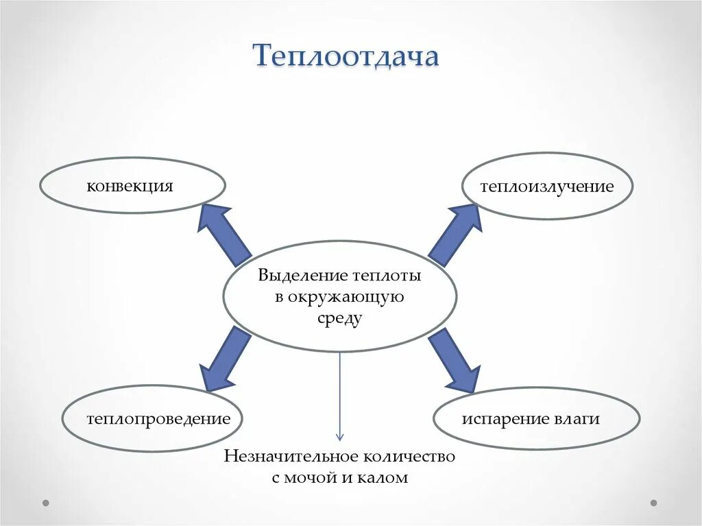 Конвекция человека. Конвекция физиология. Теплоизлучение физиология. Теплоизлучение теплообмен конвекция. Виды теплоотдачи физиология.