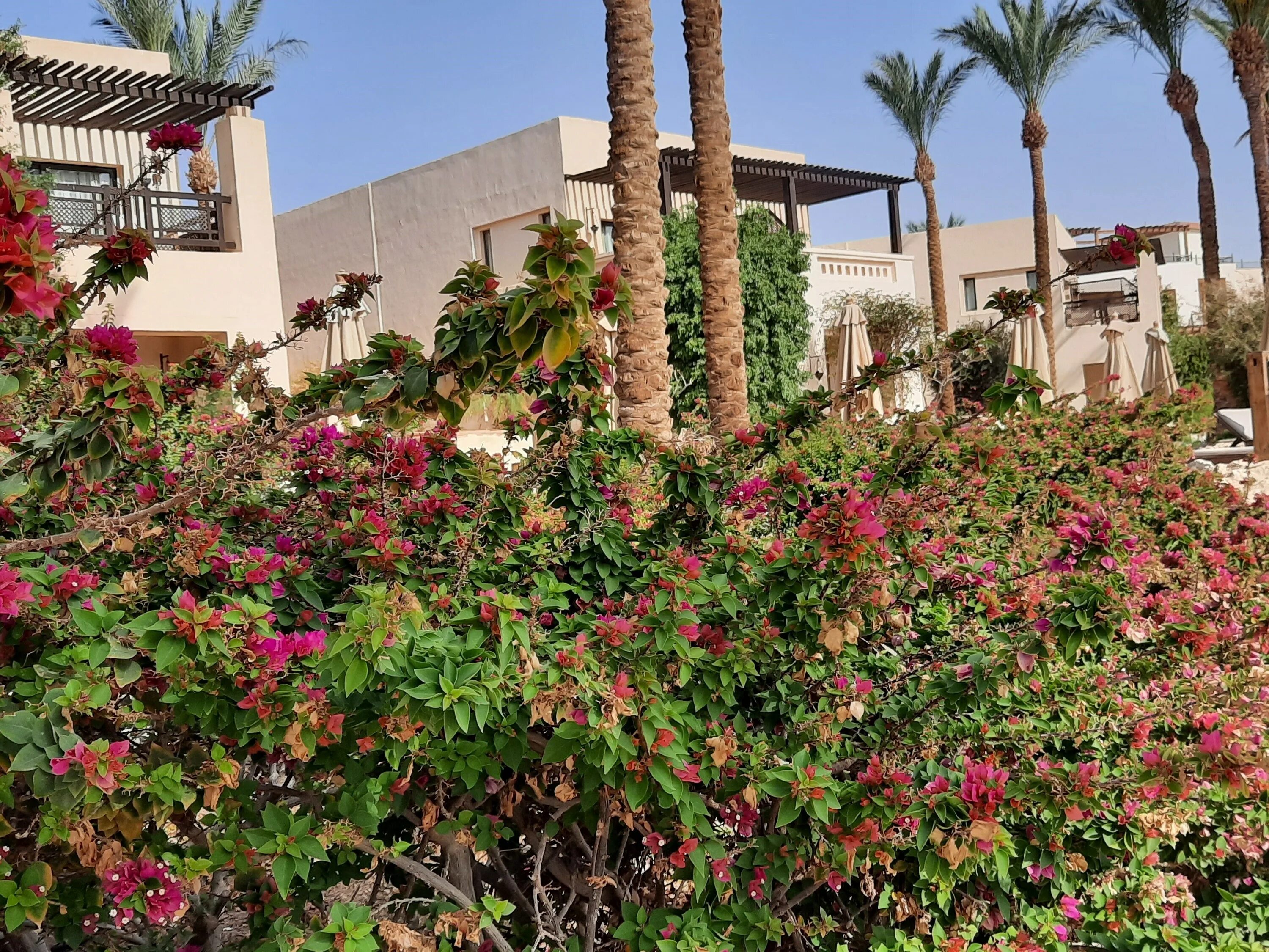 Отели шарма с коралловым рифом. Отель Grand Hotel Sharm 5. Гранд отель Шарм-Эль-Шейх 5. The Grand Hotel Sharm el Sheikh. Цветущие кусты в Шарм Эль Шейхе.