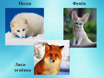 Бела лиса и лис