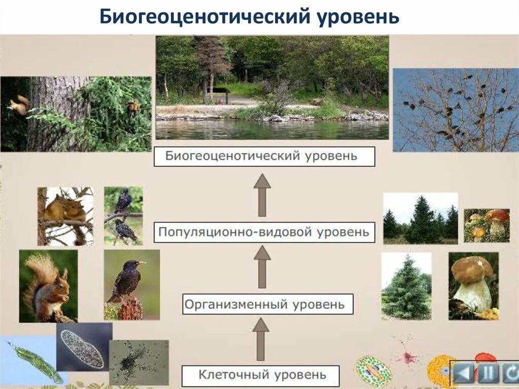 Биосферно биогеоценотический уровень организации. Популяционно-видовой, , биогеоценотический. Организменный популяционно-видовой биогеоценотический. Биогеоценотический уровень организации. Уровни популяционно видовой и биогеоценотический.