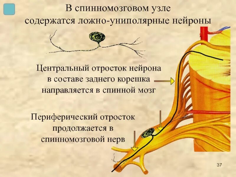 Строение спинного мозга спинномозговой ганглий. Спинной мозг строение ганглии. Периферические отростки нейрона это. Спинальный ганглий типы нейронов.