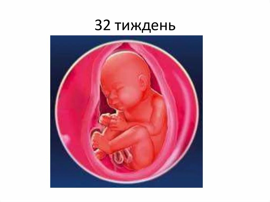 29-32 Неделя развития плода. Развитие малыша на 32 неделе. 32 недели мальчика