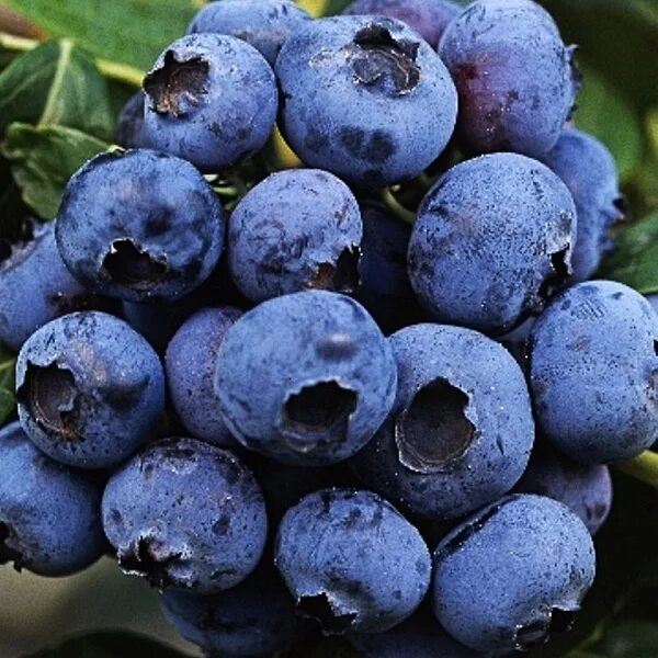 Голубика высокорослая 'Duke' (Vaccinium corymbosum 'Duke') - ИЛЬБОСКО