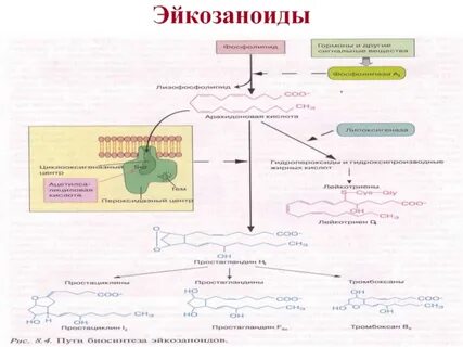 Простагландины и лейкотриены