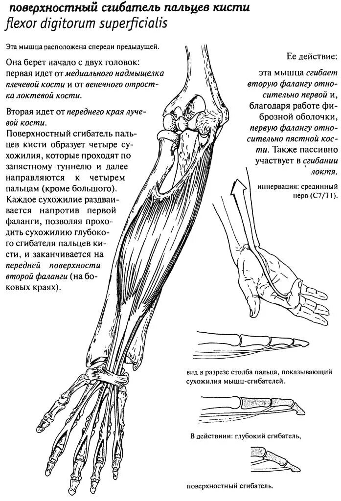 Сгибатели кисти. Лучевой сгибатель кисти функция. Сухожилие лучевого сгибателя кисти. Поверхностный сгибатель пальцев кисти анатомия. Сухожилие длинного сгибателя 1 пальца кисти анатомия.