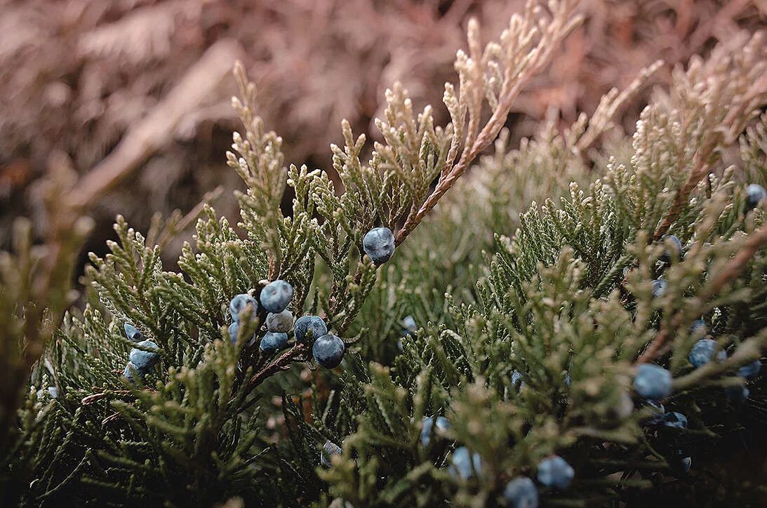 крымский можжевельник красный. можжевельник казацкий ниваки топиарная. можжевельник сибирский. Juníperus). можжевельник казацкий шишки.