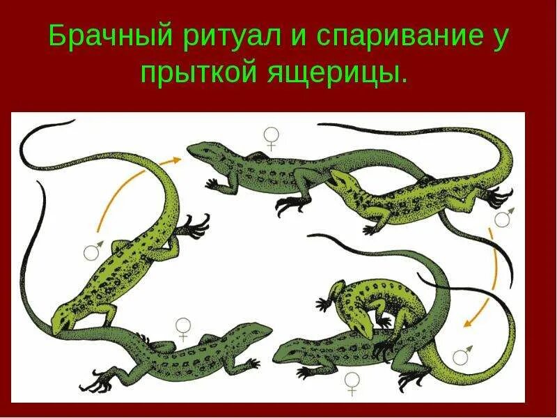 Как происходит размножение ящериц. Спаривание прытких ящериц. Прыткая ящерица размножение. Оплодотворение у ящериц. Как понять пол прыткой ящерицы.