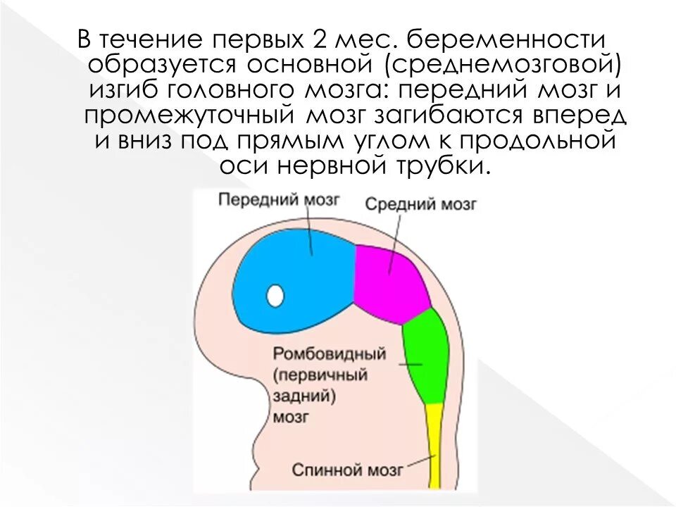 Изгибы мозговых пузырей. Изгибы мозга. Эмбриональное развитие цнс. Эмбриогенез головного мозга стадия 3 и 5 пузырей. Стадия 3 мозговых пузырей.
