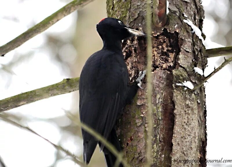 черный дятел без красной шапочки. чёрный дятел желна. черный дятел без красной шапочки. большая чёрная птица похожа на дятла. чёрный дятел желна зимой.