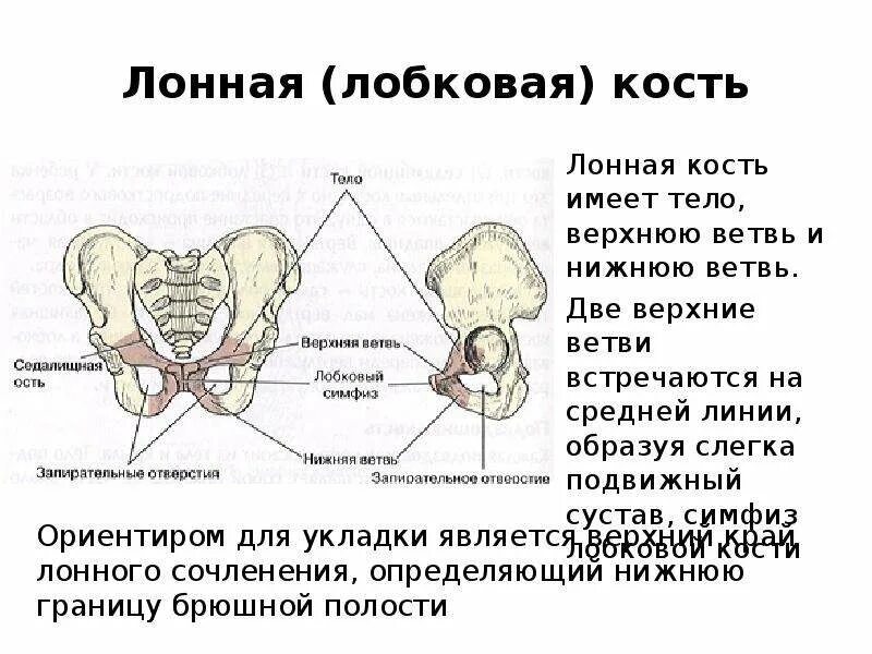 Лобковая область мужчины. Расхождение лонного симфиза. Внутренняя поверхность симфиза. Лонная кость. Лонное сочленение таза.