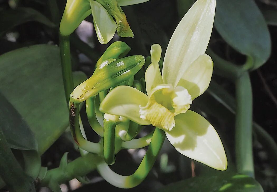 Vanilla plants