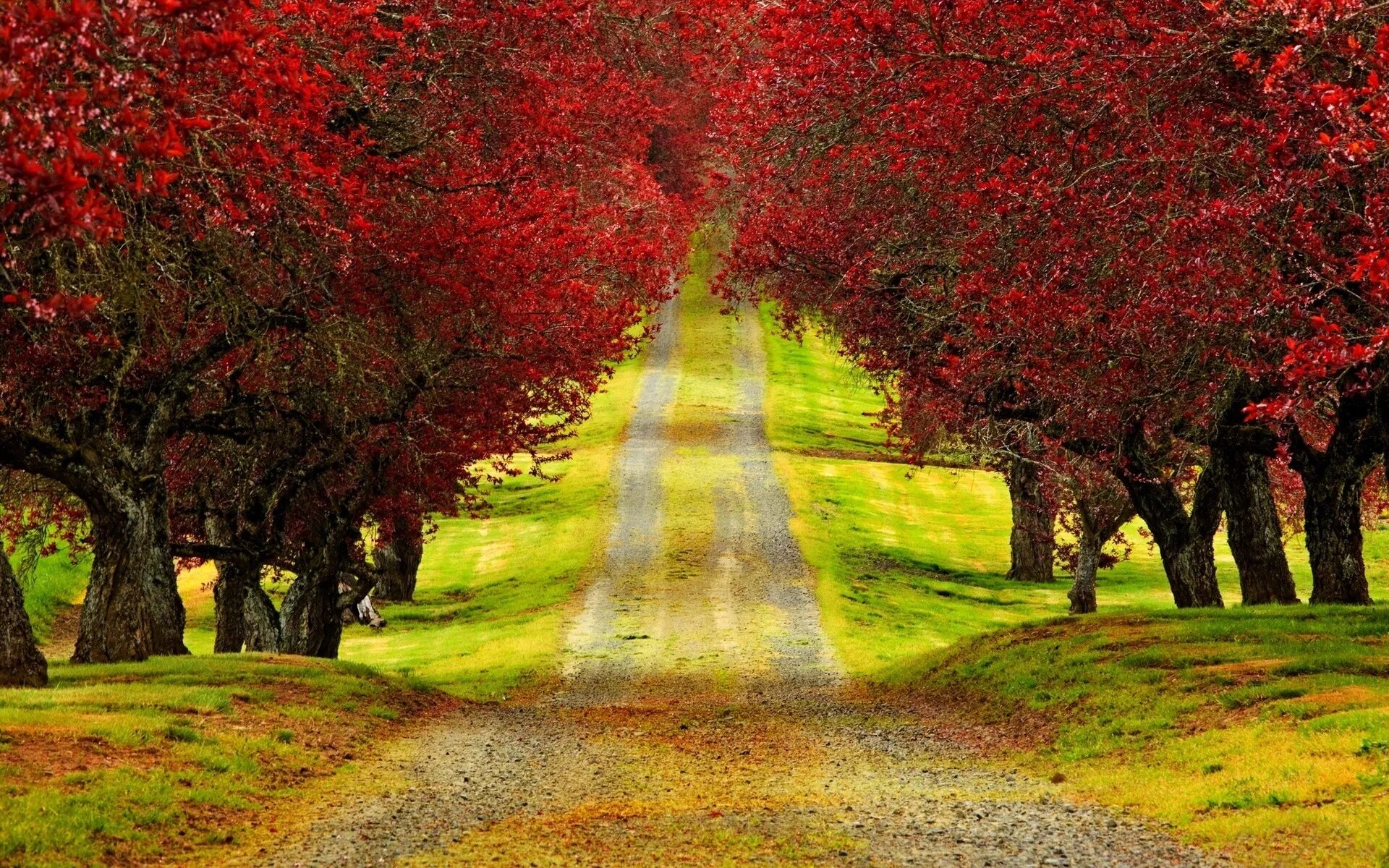 The trees fall across the road. Природа. Природа осень. Красивый пейзаж. Красное дерево.