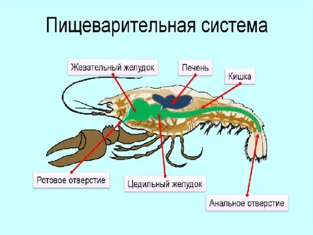 Пищевод креветки. Строение пищеварительной системы креветки. Креветка строение тела пищеварительная система. Внешнее строение креветки. Членистоногие ракообразные строение.