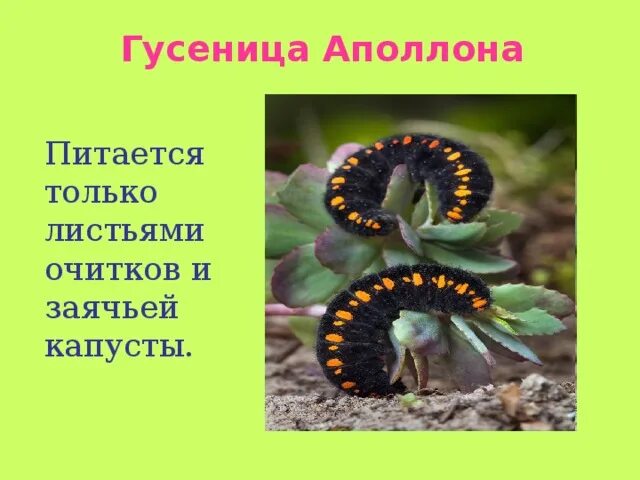 Saturnia pavonia куколка гусеница. Гусеница бабочки махаон. Бабочка монарх гусеница. Бабочки траурница и адмирал. Гусеница павлиний глаз ядовитая.