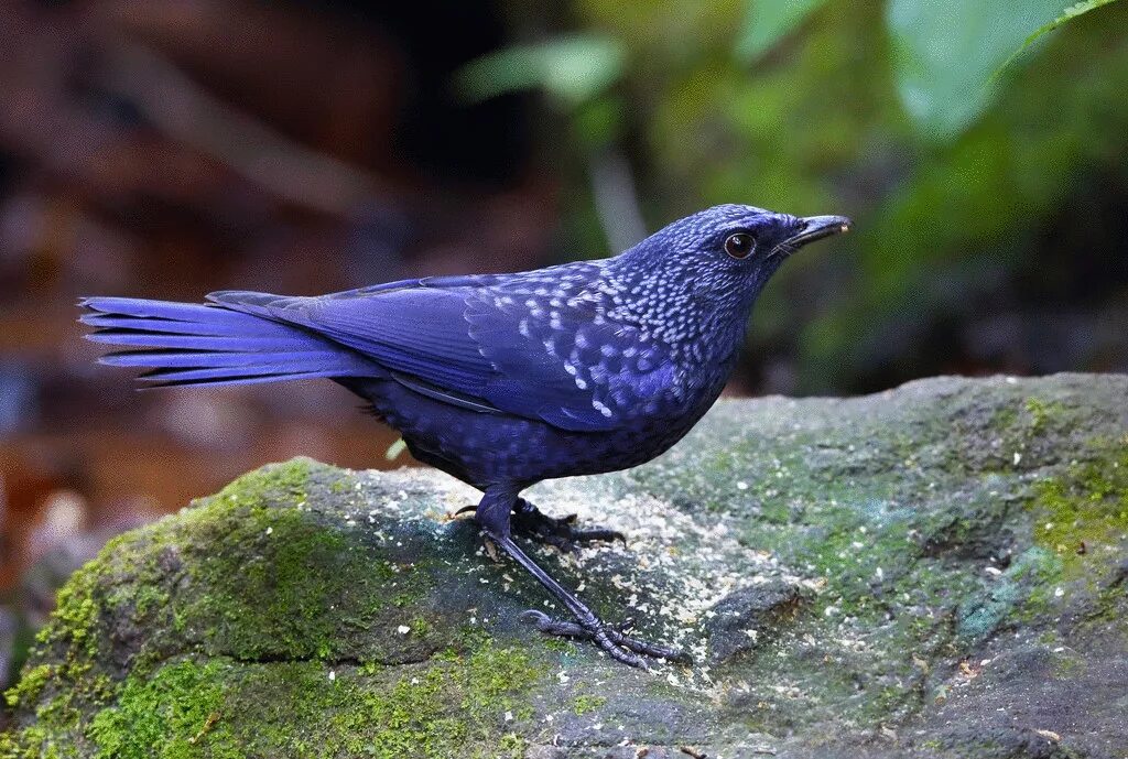 Синяя птица лиловый Дрозд. Лиловый Дрозд (Myophonus caeruleus). Синий Дрозд. Синяя птица Тянь Шаня. Синяя птица сканворд