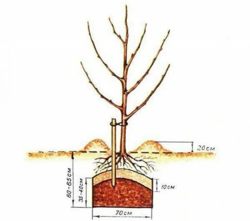 На каком расстоянии сажать черешню друг. Схема посадки саженца яблони. Корневая шейка саженца абрикоса. Схема посадки саженца яблони весной.