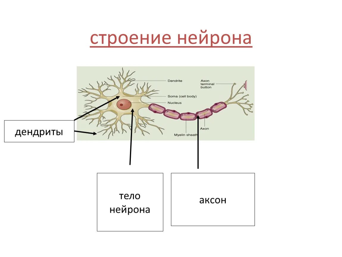 Строение нейрона дендриты Аксон. Аксон строение нейрона. Строение нервной клетки дендриты Аксон. Строение нефрона Аксон дендрит.