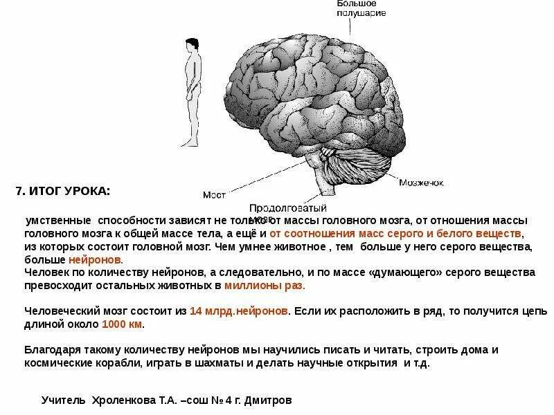 Основную массу головного мозга составляет белое вещество. Мозг для презентации. Головной мозг презентация. Масса мозга не зависит от умственных способностей. Тема для презентации мозг