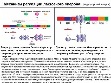 Участок мрнк способный