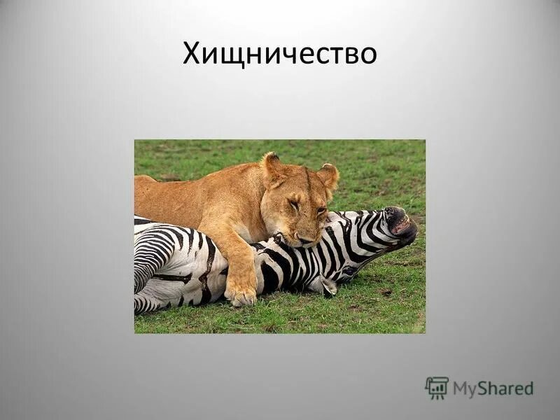 Хищничество какое. Леопард охотится на антилопу. Гепард охотится. Хищничество тип взаимоотношений. Хищники в природе.