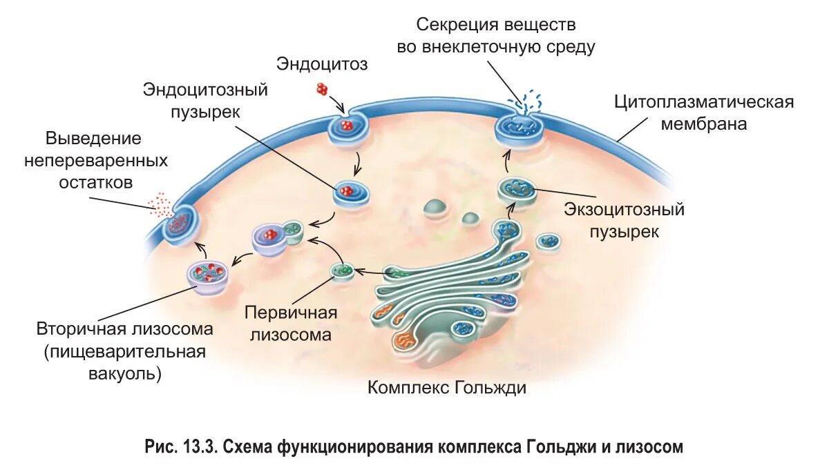 Лизосома упаковка веществ