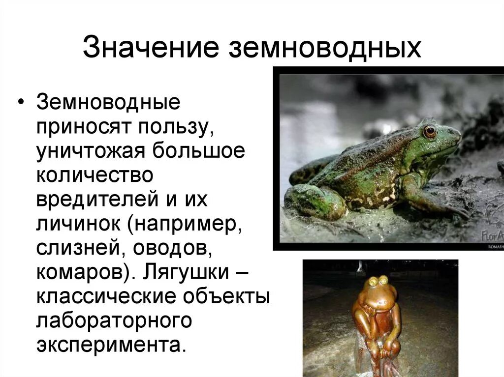 Земноводные животные 2 класс лягушка. Земноводные 2 класс окружающий мир жаба. Бесхвостые земноводные личинки. Презентация на тему земноводных. Аргументируйте вывод о происхождении земноводных