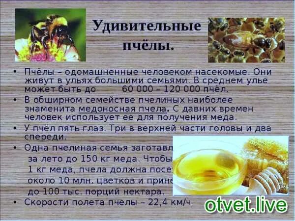 Интернет сообщение о пчелах. Интересные факты о пчелах. маленький доклад про пчел. доклад о пчелах 2 класс.