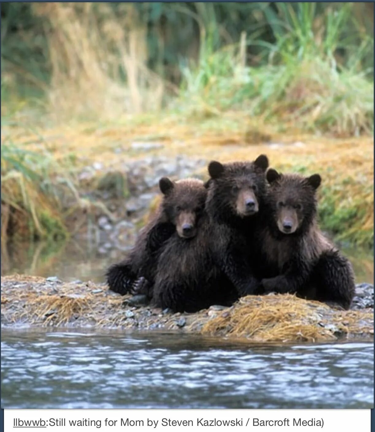 Три медвежонка. Медведь с медвежонком. Медведица с медвежатами. Трое медвежат. Фотографии 3 медведей