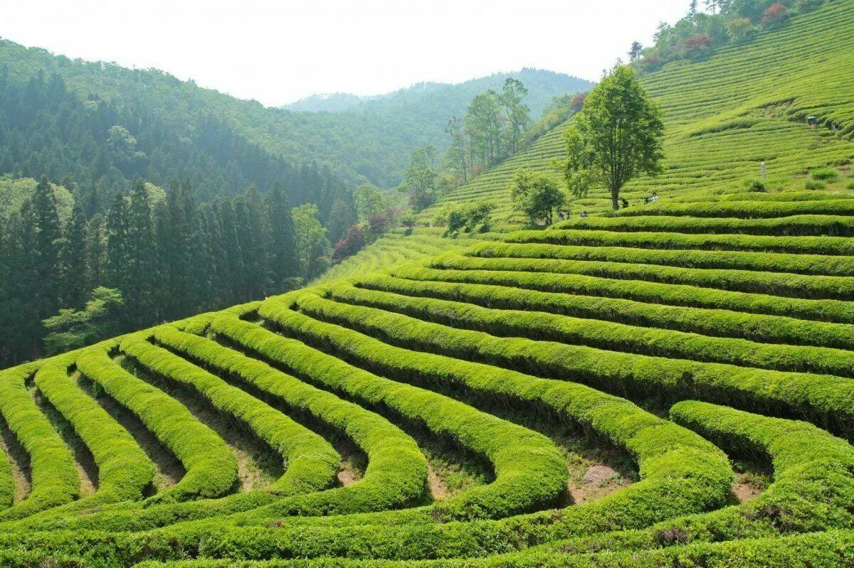 В россии растет чай. Мацеста чайные плантации. Мацестинские чайные плантации Сочи. Сочи чайная плантация в Мацесте. Чайные плантации Мацеста чай.